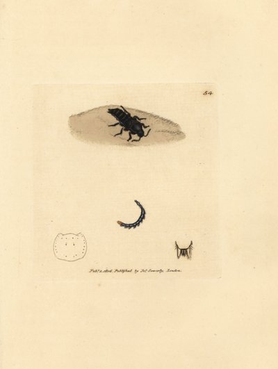 Staphylin dilaté, Velleius dilatatus - James Sowerby