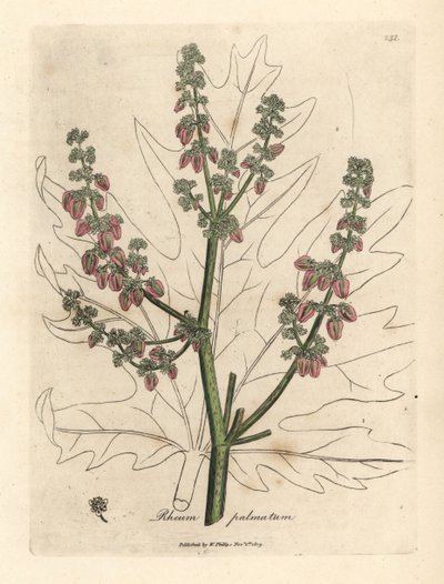 Fleurs et tiges de rhubarbe, contour de feuille, Rheum palmatum - James Sowerby