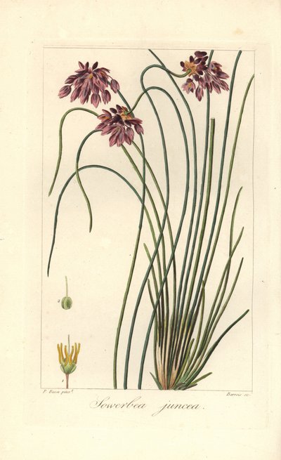 Lys de ruée, Sowerbaea juncea, originaire d