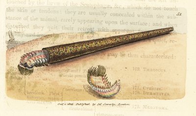 Ver annélide tubicole de sable, Pectinaria belgica - James Sowerby