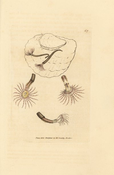 Ver de sable à antennes cramoisies - James Sowerby