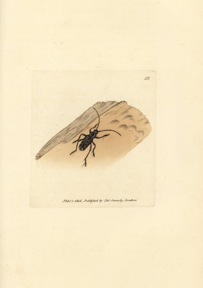 Sarosesthes fulminans - James Sowerby