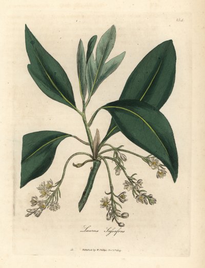 Sassafras, Laurus sassafras - James Sowerby