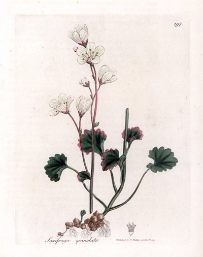 Saxifrage granulée - Saxifraga granulata. Gravure à la main d