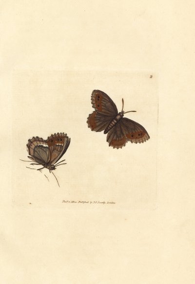 Argus écossais, Erebia aethiops - James Sowerby