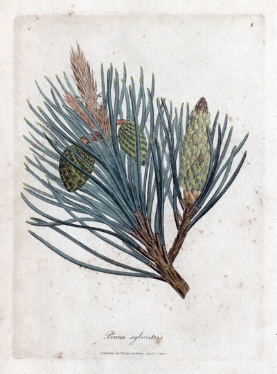 Pin sylvestre - James Sowerby