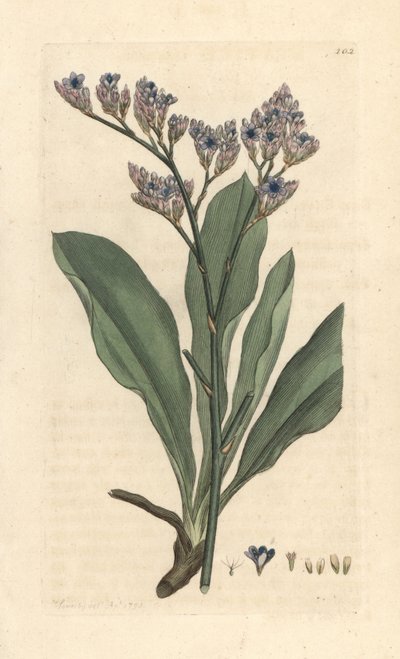 Lavande de mer, Limonium vulgare - James Sowerby