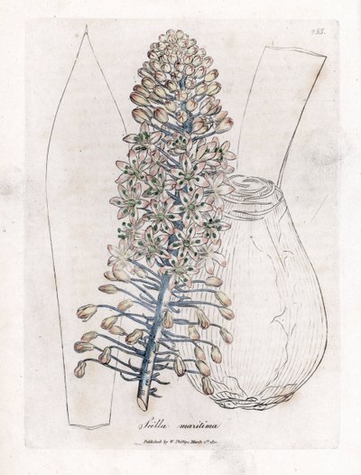 Scille maritime - Drimia maritima. Gravure à la main d