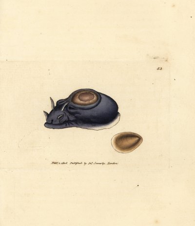Limace de mer ou lièvre de mer, Aplysia punctata - James Sowerby