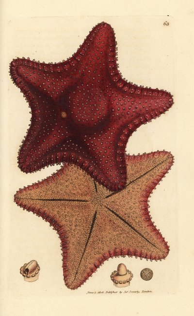 Étoile de mer, Hippasteria phrygiana - James Sowerby