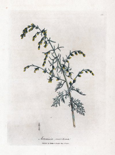 Armoise maritime, Artemisia maritima - James Sowerby