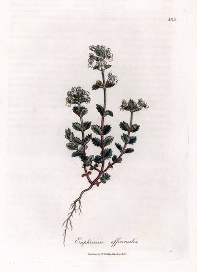 Euphraise officinale - Euphrasia officinalis. Gravure à la main d