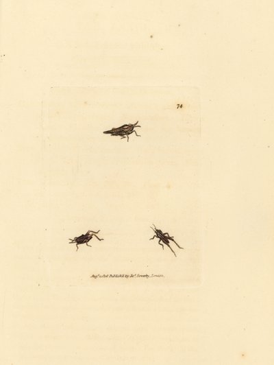 Criquet élancé, Tetrix subulata - James Sowerby