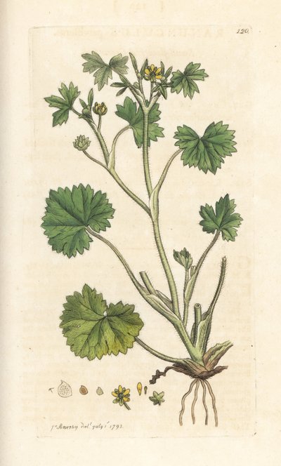 Renoncule à petites fleurs - James Sowerby