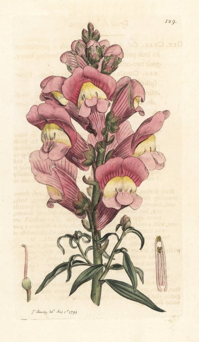 Muflier, Antirrhinum majus - James Sowerby