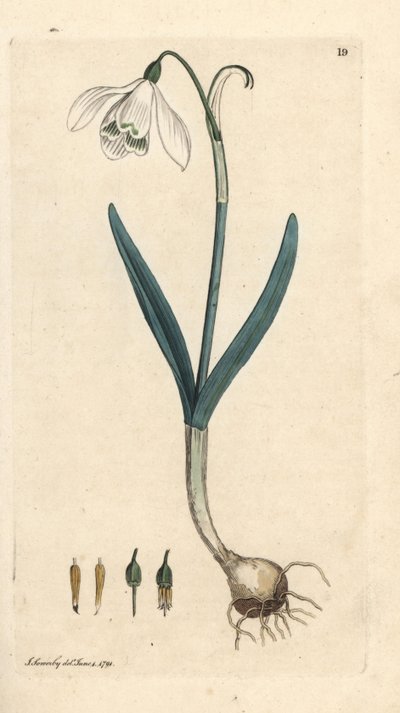 Perce-neige, Galanthus nivalis - James Sowerby