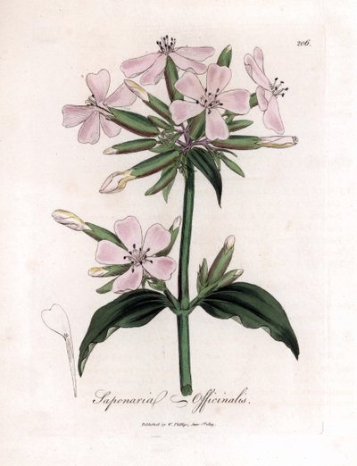 Saponaire officinale, Saponaria officinalis. Gravure à la main en couleur d