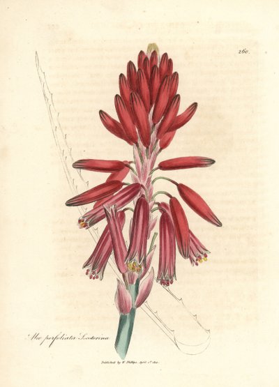 Aloès de Socotora, Aloe perfoliata socotorina - James Sowerby