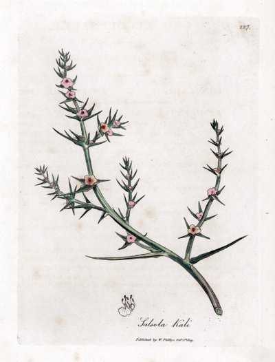 Soude brûlée - James Sowerby