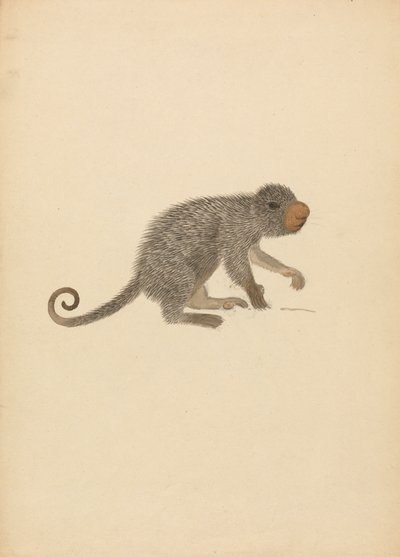 Porc-épic sud-américain - James Sowerby