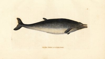 Baleine à bec de Sowerby, Mesoplodon bidens (Physeter bidens, cachalot à deux dents). Gravure à la main en cuivre colorée par James Sowerby de The British Miscellany, ou Figures colorées de sujets animaux nouveaux, rares ou peu connus - James Sowerby