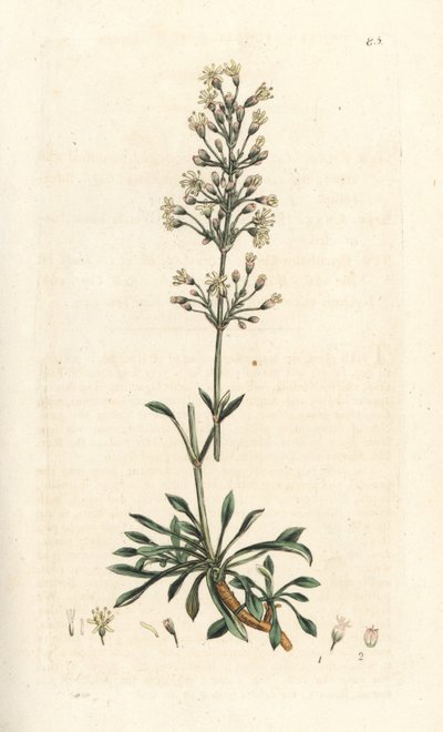 Silène otite, Silene otites - James Sowerby