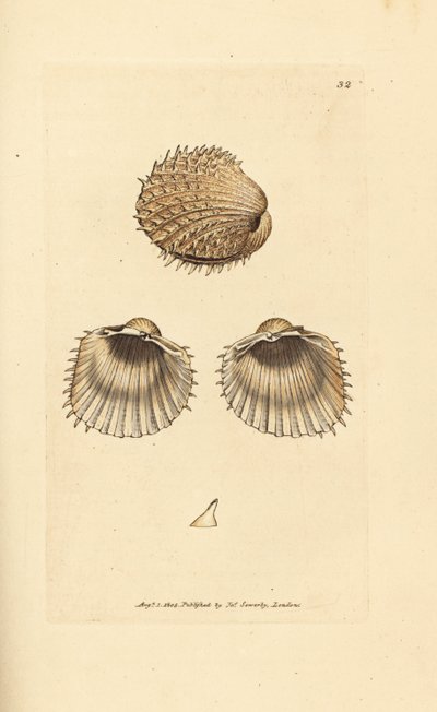 Coque épineuse, Acanthocardia aculeata (Cardium spinosum) - James Sowerby