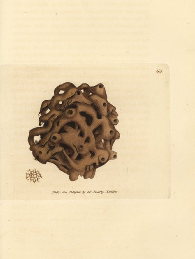 Éponge, Haliclona cinerea - James Sowerby