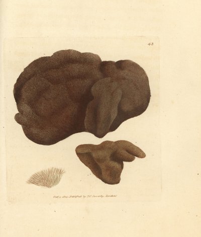 Éponge, Spongionella pulchella (Spongia pulchella). Gravure à la main en cuivre colorée par James Sowerby de The British Miscellany, ou Figures colorées de sujets animaux nouveaux, rares ou peu connus - James Sowerby