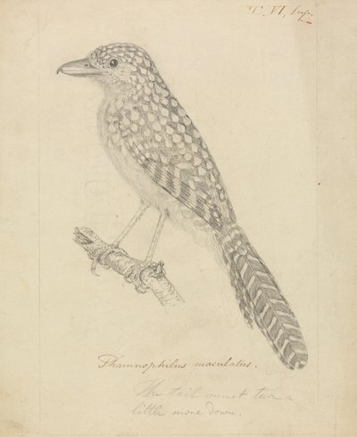 Fourmilier à dos tacheté - James Sowerby