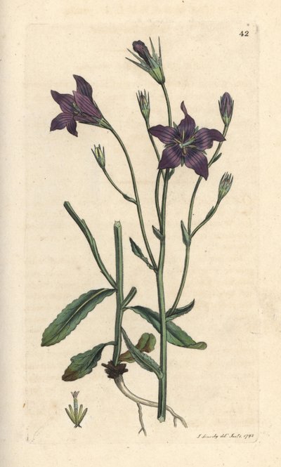 Campanule étalée, Campanula patula. Gravure à la main d