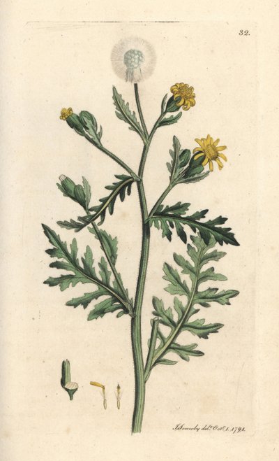Séneçon visqueux - James Sowerby