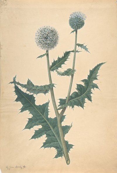 Étude d