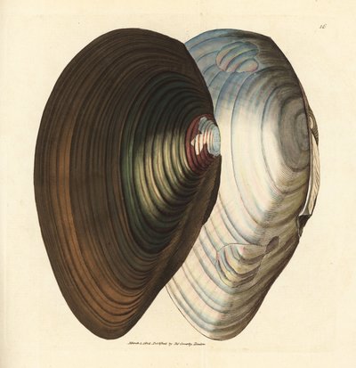 Moule cygne, Anodonta stagnalis (Mytilus stagnalis). Gravure à la main en cuivre colorée par James Sowerby de The British Miscellany, ou Figures colorées de sujets animaux nouveaux, rares ou peu connus - James Sowerby