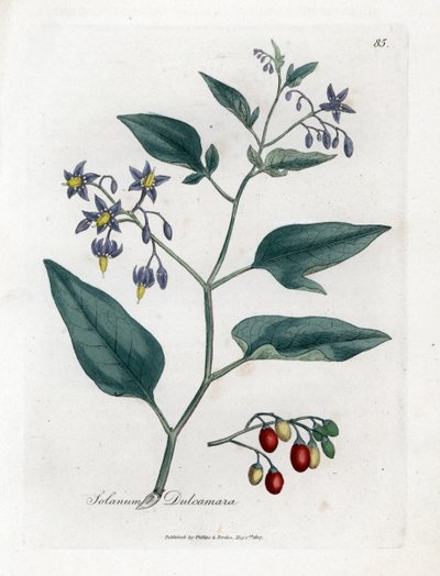 Douce-amère ou morelle douce-amère - Morelle douce-amère, Solanum dulcamara. Gravure à la main en couleur d