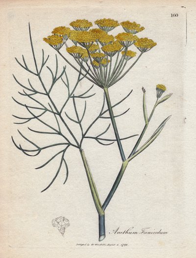 Fenouil doux (ou fenouil de Provence). Gravure à la main d