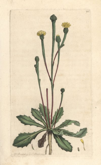 Chicorée de Swin, Arnoseris minima - James Sowerby