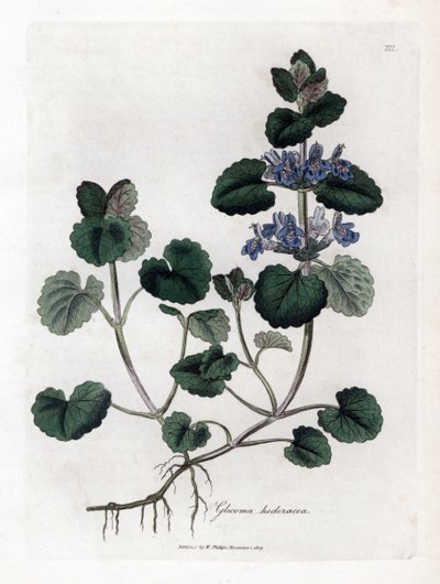Lierre terrestre - James Sowerby