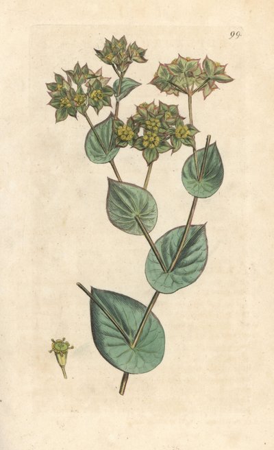 Buplevre à feuilles rondes - James Sowerby