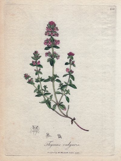 Thym (Thymus vulgaris) - James Sowerby