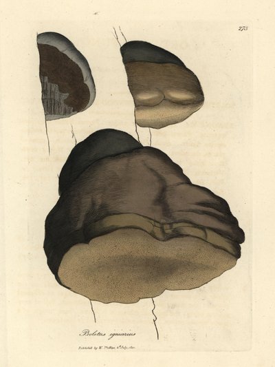 Boletus igniarius - James Sowerby