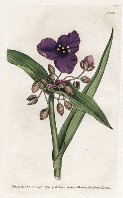 Tradescantia ou setcreasee, du Botanical Magazine de William Curtis - James Sowerby