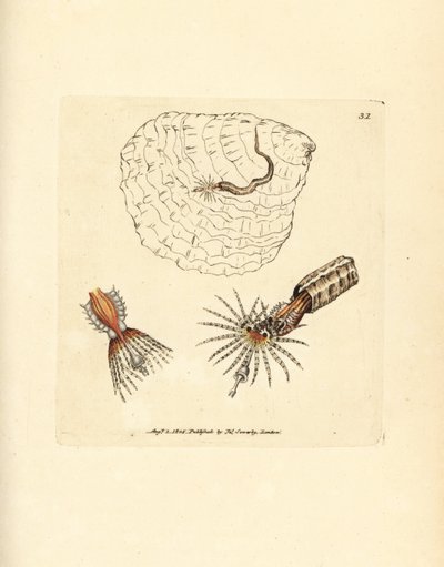 Spirobranchus triqueter - James Sowerby
