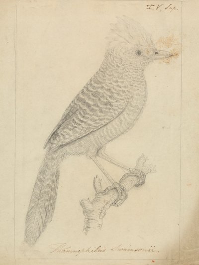 Fourmilier touffu - James Sowerby