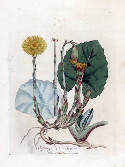 Tussilage - Tussilago farfara. Gravure à la main d