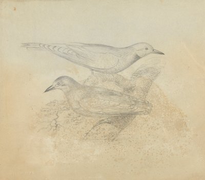 Deux Oiseaux sur une Branche - James Sowerby