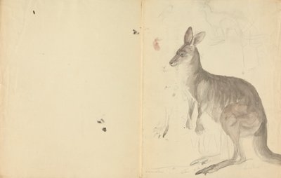 Deux kangourous avec détails - James Sowerby