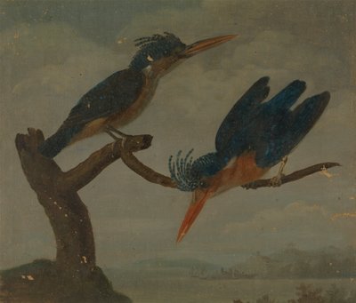 Deux martins-pêcheurs au bord d