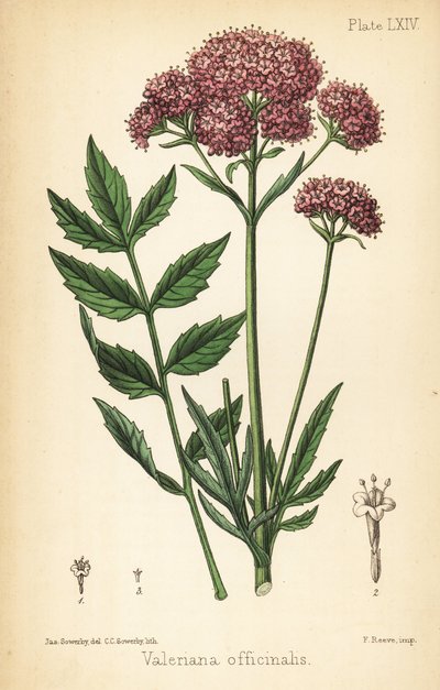 Valériane, Valeriana officinalis. Lithographie à la main par Charlotte Caroline Sowerby d