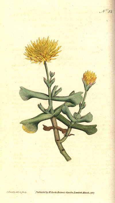 Variété de ficoïde, illustration botanique de James Sowerby du Botanical Magazine de William Curtis - James Sowerby